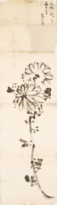 菊