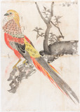 錦鶏鳥之図